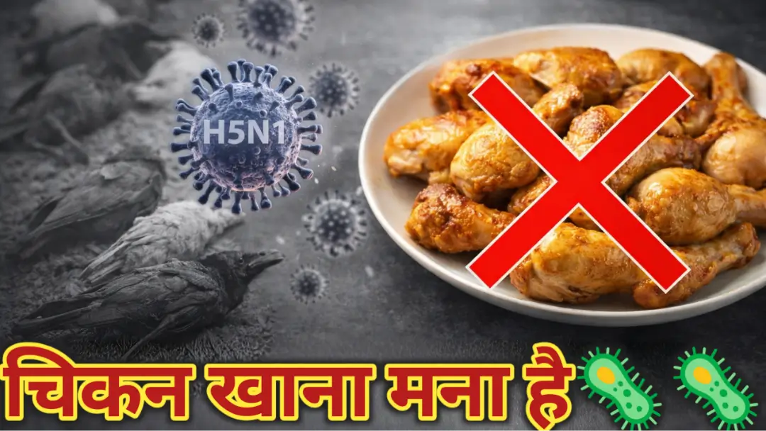 Bihar Bird Flu Alert: चिकन खाने के शौकीन सावधान! अभी थाली से दूर रखें नॉन-वेज, जानें 5 खतरनाक लक्षण (Naugachia रिपोर्ट)
