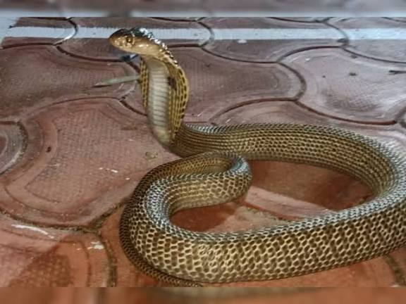 बिहार में सांप काटने से मौत 