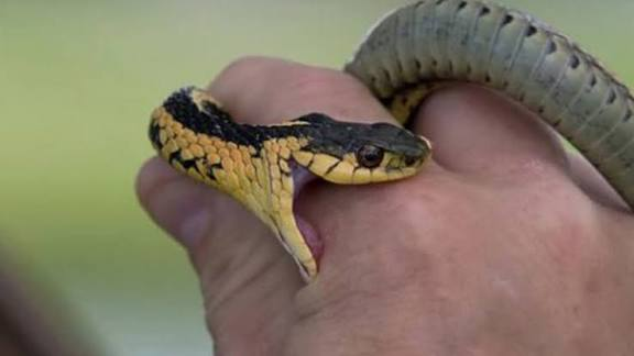 बिहार में सांप काटने से मौत 