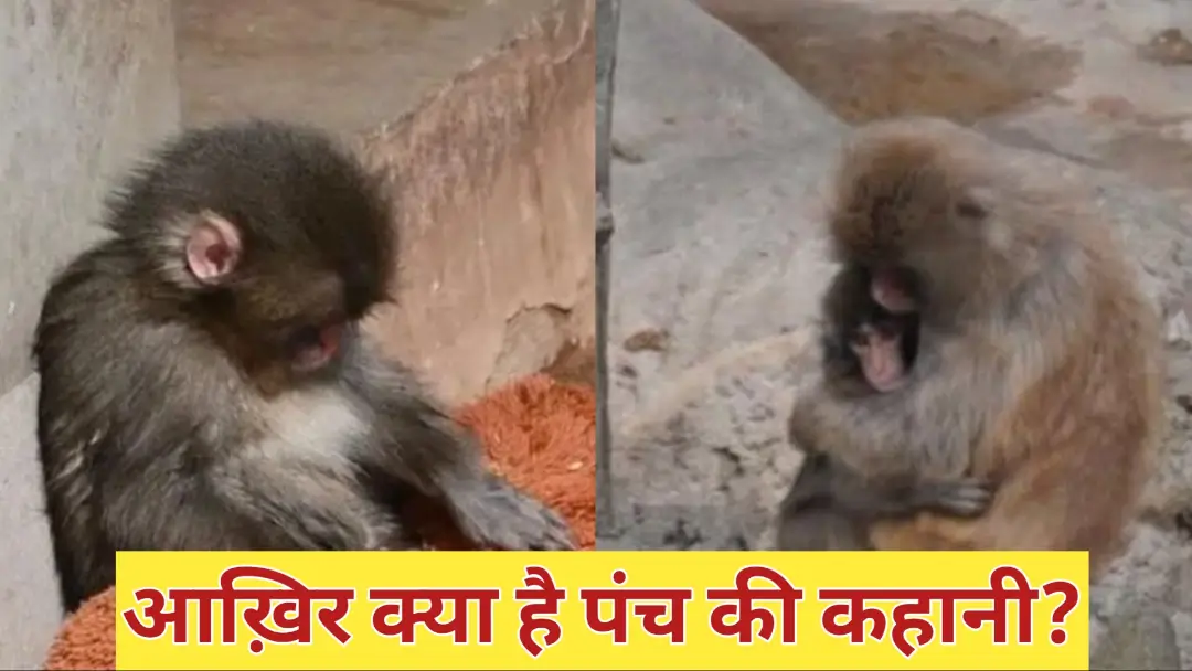Punch Monkey Viral Video: खिलौने में मां ढूंढते अनाथ बंदर की कहानी! इंसानों को भी रुला देंगी ये 3 बातें