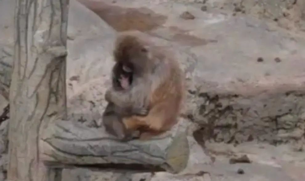 Punch Kun with new family 