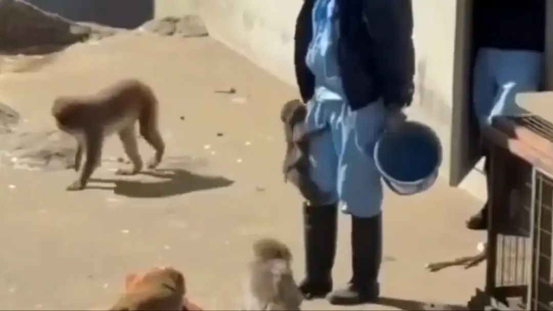 Punch Monkey Viral Video