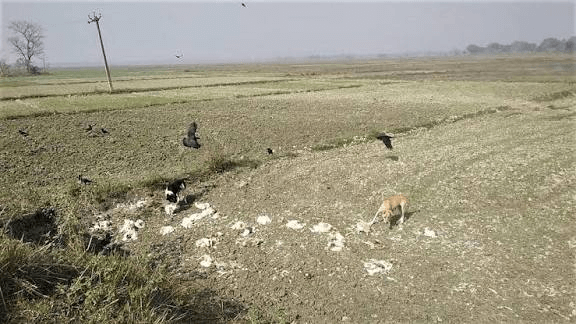 बिहार में बर्ड फ्लू अलर्ट