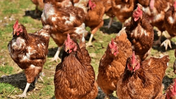 बिहार में बर्ड फ्लू अलर्ट