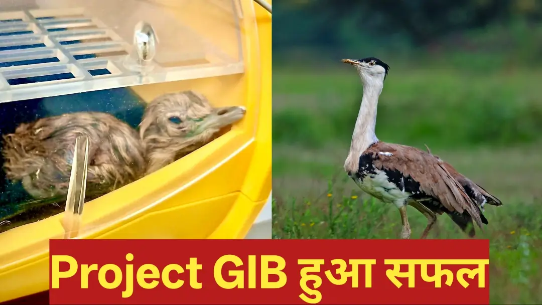 Project GIB Rajasthan