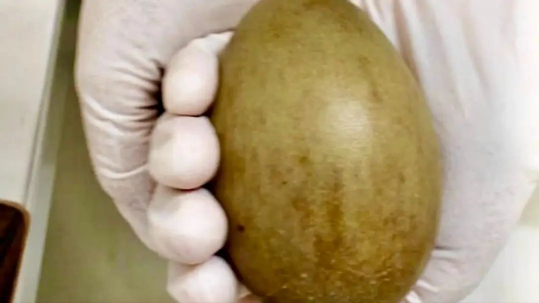 Project GIB Rajasthan