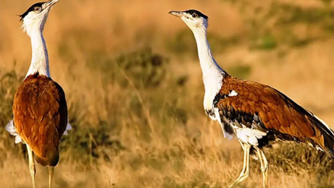 Great Indian Bustard - Project GIB Rajasthan