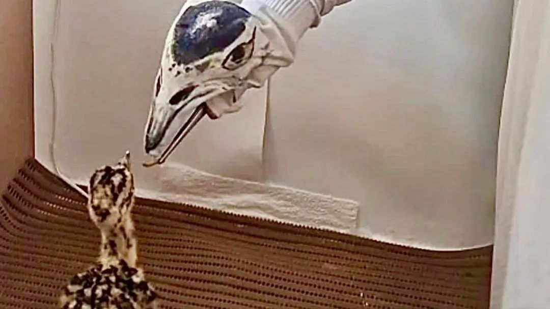 Project GIB Rajasthan