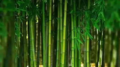 बिहार बिहार