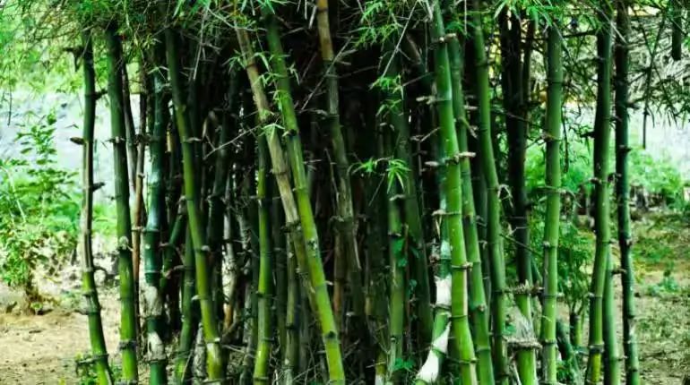 बिहार बिहार